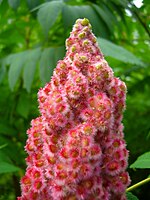 Drupes of a staghorn sumac in Coudersport, Pennsylvania