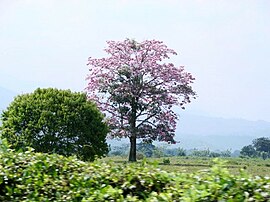 Rurale Landschaft von Jamundí
