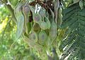 Acacia dealbata - fruit