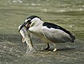 Image 13 Black-crowned night heron Photograph: Alain Carpentier A black-crowned night heron (Nycticorax nycticorax) feeding on a fish in the shallows of the Chêne River in Montreal, Quebec. These widespread ambush predators average 64 cm (25 in) in length. More selected pictures