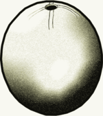 Drawing of an ostrich egg used as a bottle