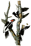 Ivory-billed woodpecker (Campephilus principalis) Possibly extinct