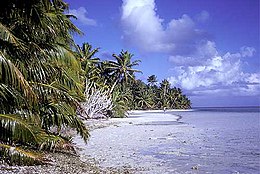 Tropical shoreline with coconut palm trees