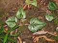 Cyclamen pseudibericum leaves