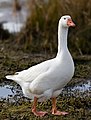 Embden Goose