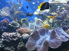 Korallen und Riesenmuscheln