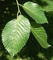 'Vegeta' leaves; note long petioles. Southsea Common