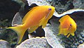 Image 20The sea goldie is an anthias. They are hermaphrodite, and swim in "harems". (from Coastal fish)