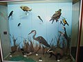 Nature Museum Petaloudes. A display case.