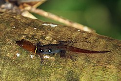 Male ocellated gecko Gonatodes ocellatus, Little Tobago