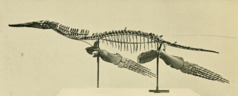 Photograph of a mounted skeleton in side view