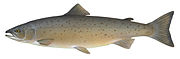 Salmon generate enough thrust with their tail fin to jump obstacles during river migrations