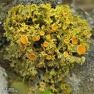 shrubby yellow-orange lichen with many small orange circular structures