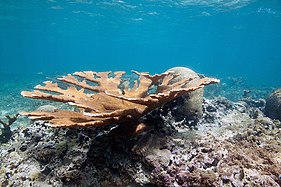 Elkhorn coral near the coast of Vega Baja.