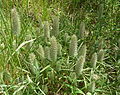10 Trifolium angustifolium