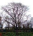Bute Park tree in winter