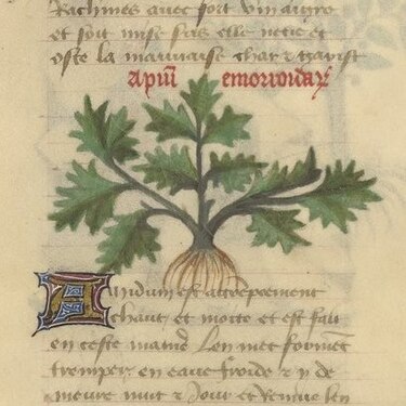 Livre des simples médecines (ms. 2888 from the Bibliothèque de l'Arsenal, Paris): the image of the plant no longer has any descriptive value.