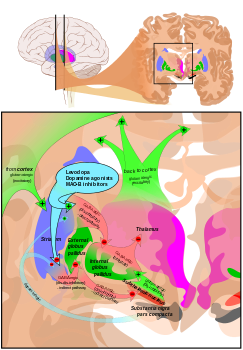 Basal ganglia in treatment of Parkinson's disease. Attribution-Share Alike 3.0 Unported licensing, attributed to Patrick J. Lynch, Andrew Gillies and Mikael Häggström