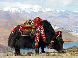 Domestic yak. In Tibet, yaks are decorated and honored by the families they are part of.