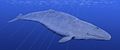 Cetotherium, baleen whale, Europe and North America