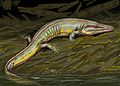 Chenoprosopus milleri, of the late Carboniferous and early Permian of New Mexico