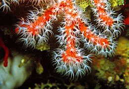 Corallium rubrum, a coralliid