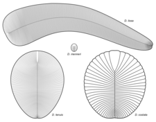 Diagram of various Dickinsonia species (cont)