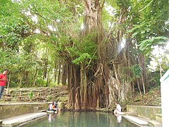 The 400-year-old balete tree of Barangay Campalanas, Lazi, Siquijor province, Philippines