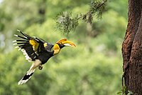 A female great hornbill carries food (fruit of Myristica beddomei) in her beak to feed the chick that is still inside the tree cavity nest