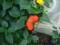 Schmetterling im Luisenpark Mannheim