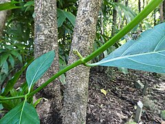 Budding inflorescence (Cairns, Australia)