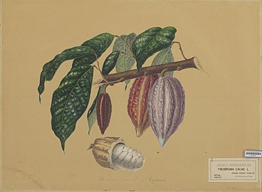 T. cacao, leaves, fruits and seed. A. Bernecker, 1864.