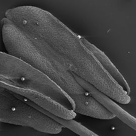 Scanning electron microscope image of Pentas lanceolata anthers, with pollen grains on surface