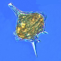 The dinoflagellate Protoperidinium extrudes a large feeding veil to capture prey