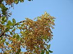 Quercus suber in Faro, Portugal