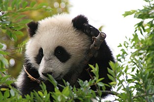 Su Lin giant panda bear cub at the San Diego Zoo