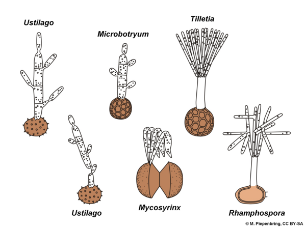 Basidia of smut fungi, Basidiomycota (diagram by M. Piepenbring)