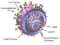 Image 1Structure of the influenza viron. The hemagglutinin (HA) and neuraminidase (NA) proteins are shown on the surface of the particle. The viral RNAs that make up the genome are shown as red coils inside the particle and bound to Ribonuclear Proteins (RNPs). (from Influenza pandemic)