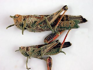 Locusts killed by the naturally occurring fungus Metarhizium, an environmentally friendly means of biological control[61]