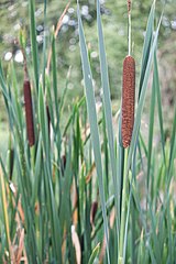 Breitblaettriger Rohrkolben (Typha latifolia)