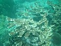 Elkhorn coral (Acropora palmata) at Molasses Reef