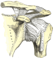 The left shoulder and acromioclavicular joints, and the proper ligaments of the scapula. Anterior view.