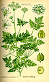 Hemlock, Conium maculatum (virulent poison)