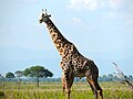 Image 22The Masai giraffe is Tanzania's national animal. (from Tanzania)