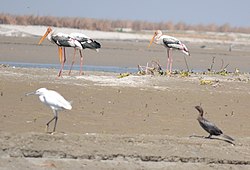 Migratory Birds in Haiderpur Wetland