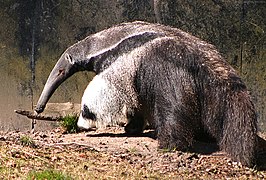 A giant anteater