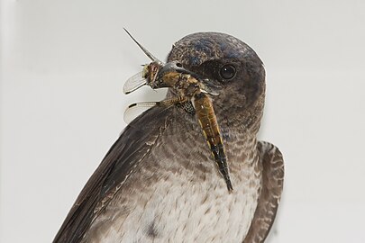A Purple Martin captured a Four Spotted Chaser