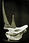 Skull of a record white rhino, shot by Selous in Mashonaland, 1880.