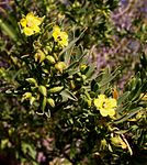 Tassel plant (Suriana maritima)
