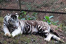 White tiger with thickened stripes lying down